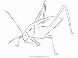 Cricket Insect Coloring Page sketch template