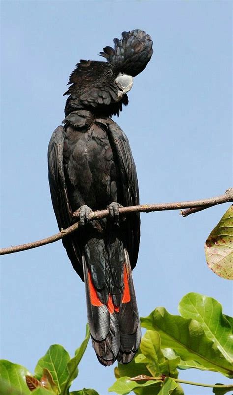 Cacatúa colirroja (Calyptorhynchus banksii). Es un ave psitaciforme de la familia Cacatuidae de ...