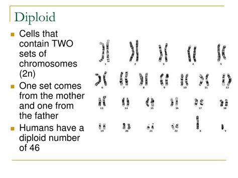 PPT - Diploid PowerPoint Presentation, free download - ID:2127432