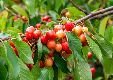 How big does a cherry tree get? 🍒 📏 Gauging the growth of your garden's ...