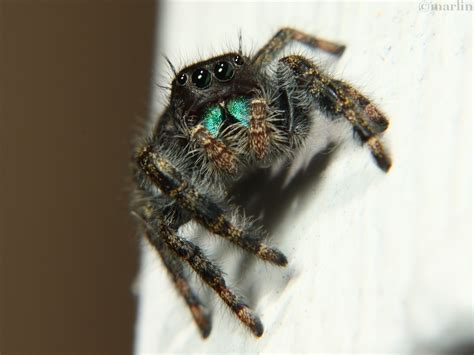Bold Jumping Spider - North American Insects & Spiders
