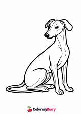 Greyhound Dog Coloring Page Free PDF Printable sketch template