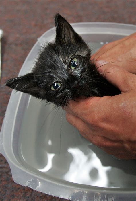 When Can You Give a Kitten a Flea Bath? | Animals - mom.me