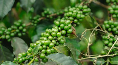 How to Grow Black Pepper Plant at Home in 2023: Full Beginner's Guide