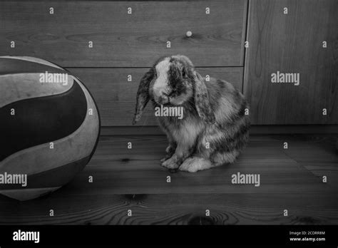 Nain de lapin Banque d'images noir et blanc - Alamy