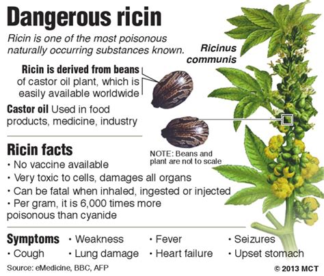 Dangerous Ricin | PDF