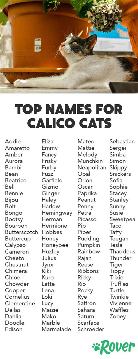 Black Cat Name Ideas
