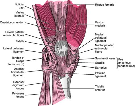 Knee Joint Muscles