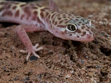 Western Banded Gecko: Care Guide & Species Profile - Everything Reptiles