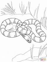 Garter Snake Drawing At GetDrawings  Free Download sketch template