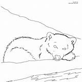Polar Bear And Cubs Coloring Page sketch template