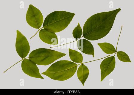 Leaves of Aegle marmelos, Stone apple, Crateva marmelos, Aegle marmelos var Stock Photo - Alamy