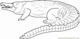 Orinoco Crocodile Coloring Page For Kids  Free Printable sketch template