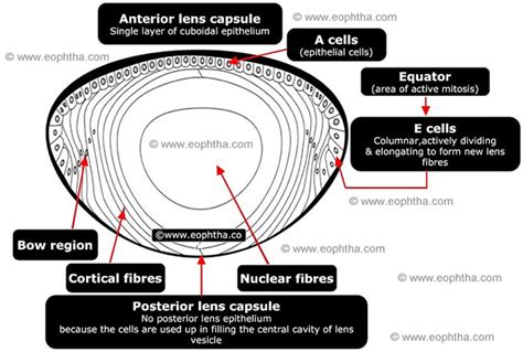 Get 37: Eye Anatomy Lens Capsule