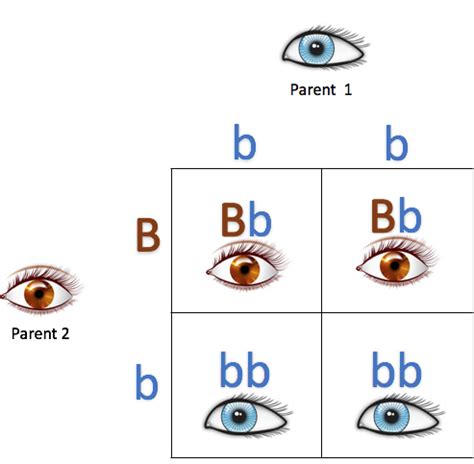 DNA Basics Chapter 8: Genotypes and Phenotypes - MyHeritage Blog