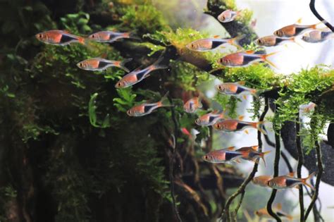 Harlequin Rasbora: Care Guide (with Setup, Diet & Breeding)