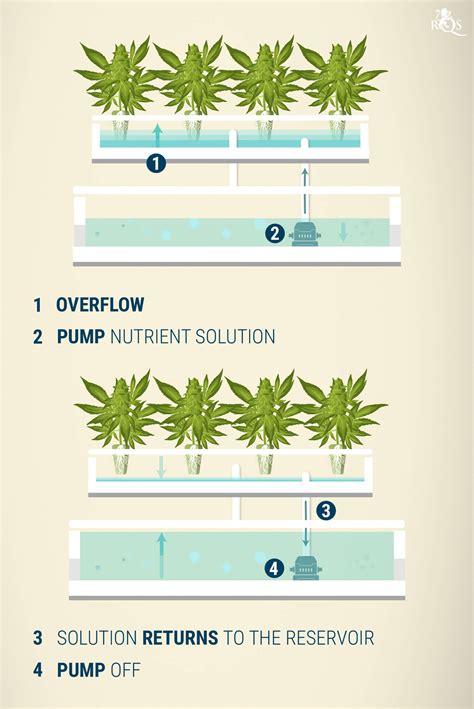 Hydroponics Cannabis Growing Guide - RQS Blog