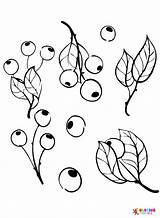 20  Blueberry Coloring Pages Free Printable PDF & Online sketch template