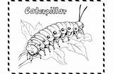 Free Printable Caterpillar Coloring Pages Offer  Clicksudme sketch template