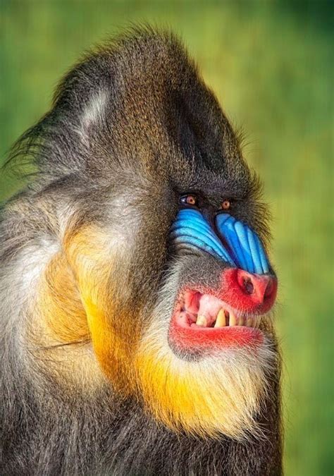 Mandrill | Colorful animals, Animals beautiful, Nature animals