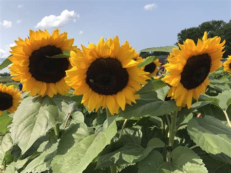 What a great day at the Sunflower Spectacular at Wickham Farms in Rochester, NY! This farm has ...