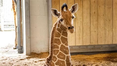 New baby animals make their debut at Fort Worth Zoo