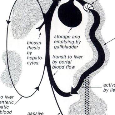 -Schematic view of enterohepatic circulation of primary bile acids in... | Download Scientific ...