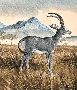 Bluebuck Facts, Habitat, Diet, Fossils, Pictures