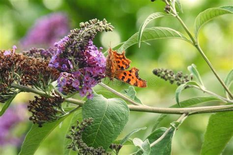 Comma Butterfly stock image. Image of foliage, flower - 122282407