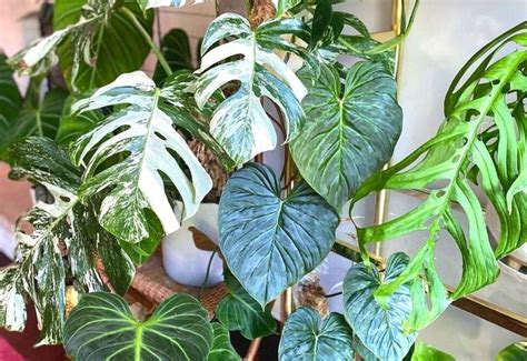 20 Types Of Philodendrons To Add To Your Houseplant Collection