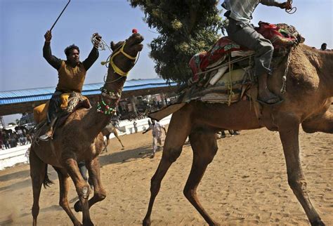 Images from the annual Pushkar camel fair in India - The Globe and Mail