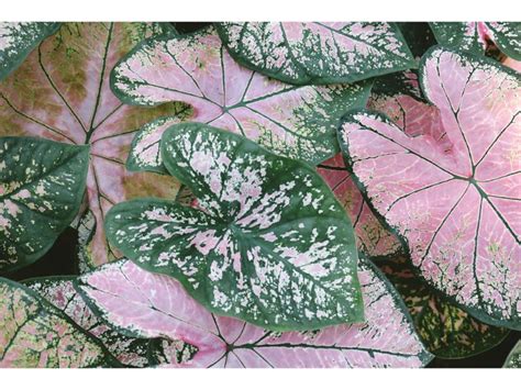 Pink Caladium Varieties To Glow Up Your Garden - Harvest Indoor