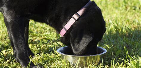 Bland Diet for Dogs: How and When To Use Them