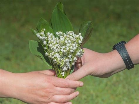 Lily of the Valley Flower Meaning, Symbolism and Interesting Facts | Florgeous