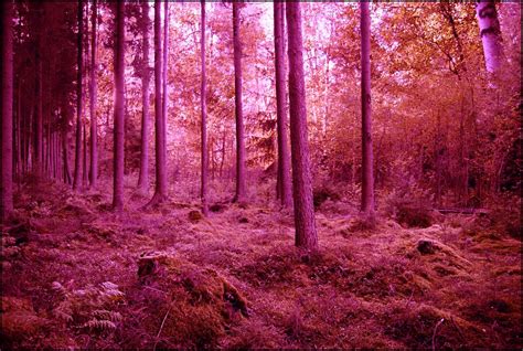 Pink Forest Background Wallpaper 25809 - Baltana