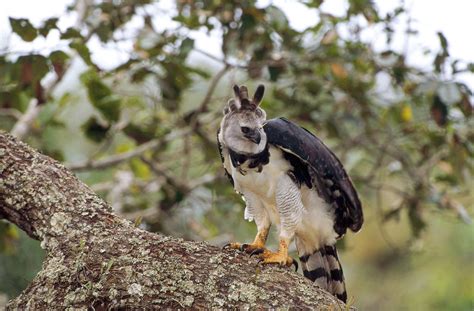 The Sloths´ main Predator | The great Harpy Eagle | SloCo