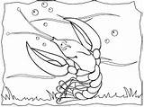 Lobster Coloring Pages And Printable Activities sketch template