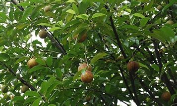 Jatiphala, Nutmeg (Myristica fragrans) - Jaiphal Uses, Benefits & Dosage