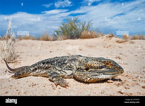 Bearded Dragon lying in the desert sand Stock Photo - Alamy