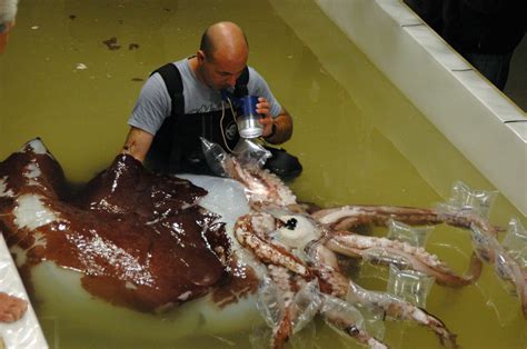 Curious Kids: have people ever seen a colossal squid?