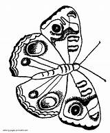 Printable Hawk Moth Coloring Pages / Our sheets For coloring  sketch template
