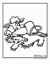 Chinese Animal Zodiac Ox Coloring Page  Woo Jr Kids Activities sketch template