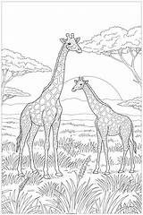 17 Desenhos De Girafa Para Colorir PDF E PNG Grátis sketch template