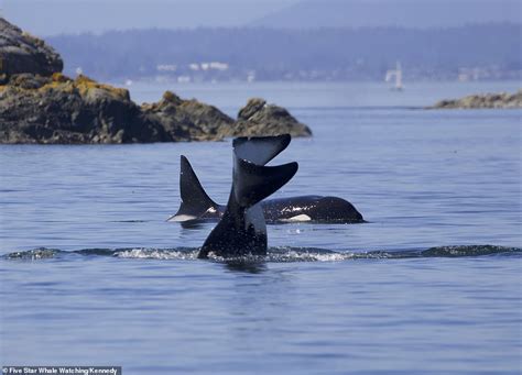 Killer whale uses tail to toss seal 40ft into the air in British Columbia | Daily Mail Online