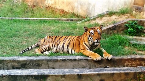 File:Ludhiana - zoo-tiger safari 3.jpg - Wikimedia Commons