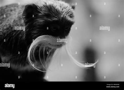 Monkey eyes Black and White Stock Photos & Images - Alamy