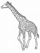 Cute Giraffe Cartoon Coloring Pages sketch template