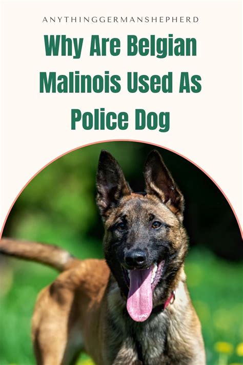 Why are belgian malinois used as police dogs the perfect k9 – Artofit