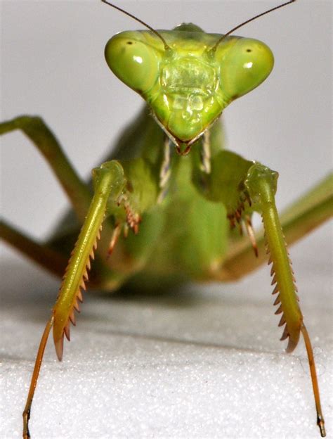 A Praying Mantis’s Spin on Body Control - The New York Times