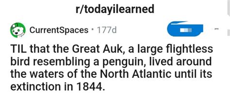 Meet The Great Auk, A Flightless Bird That Was Clumsy On Land But Agile ...